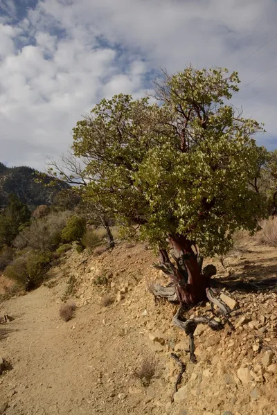 DSC_6232 (Large).JPG